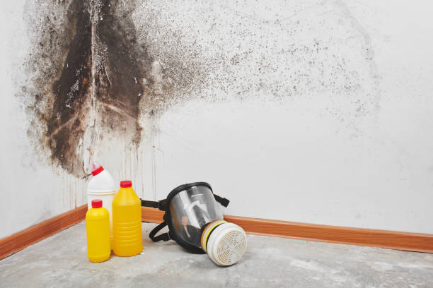 Best White Mold Remediation in Western Lake, TX