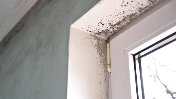 Best DIY Mold Remediation Support Services in Western Lake, TX