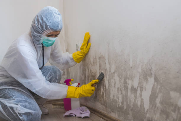 Best Basement Mold Remediation in Western Lake, TX