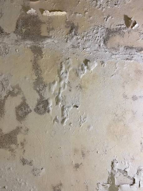 Best Crawl Space Mold Remediation in Western Lake, TX